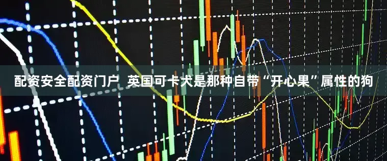 配资安全配资门户  英国可卡犬是那种自带“开心果”属性的狗